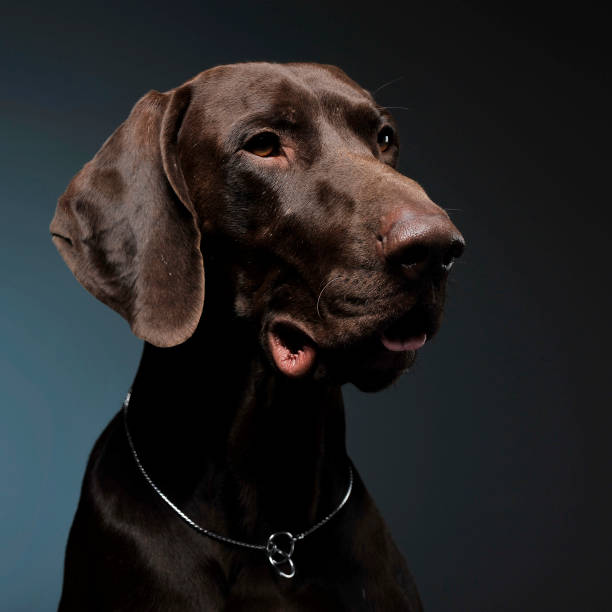 istock German pointer portrait in a dark photostudio 1185632636
