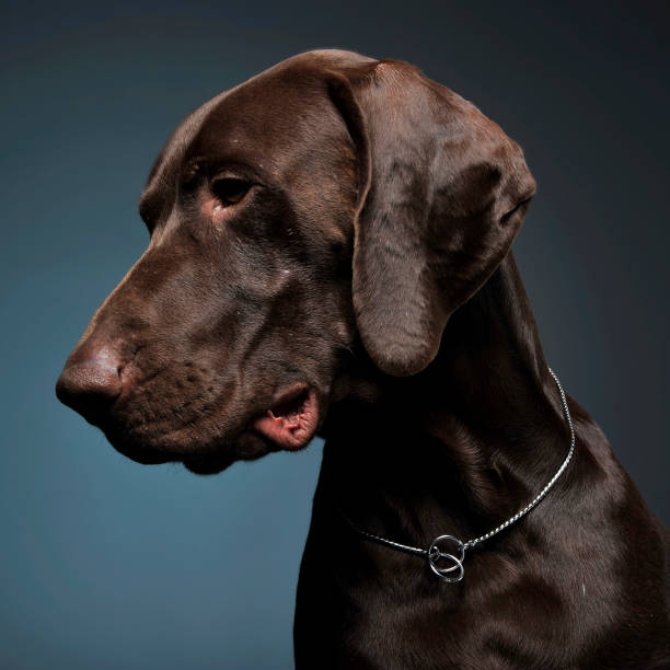 istock German pointer portrait in a dark photostudio 1185632653