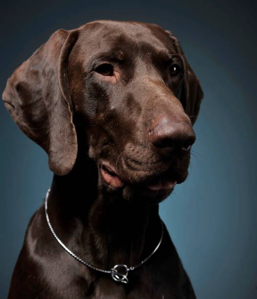 istock German pointer portrait in a dark photostudio 1185632662