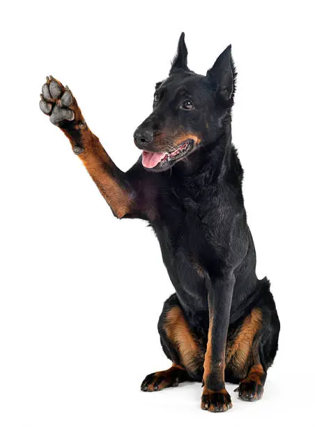 beauceron gives you a five in a white background studio