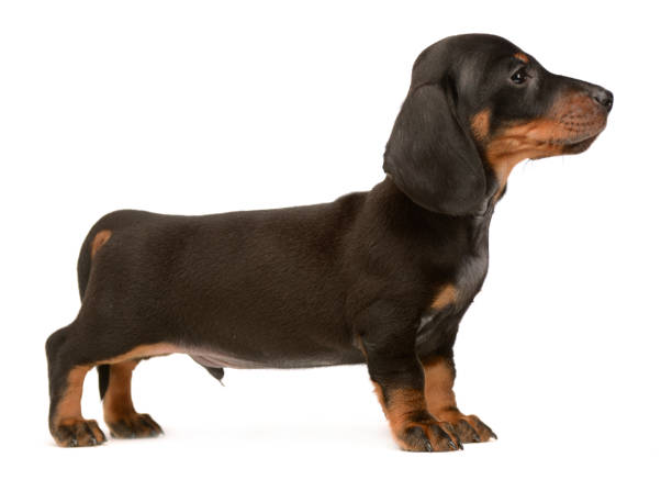 istock Puppy dachshund standard in white photo studio 1185632689