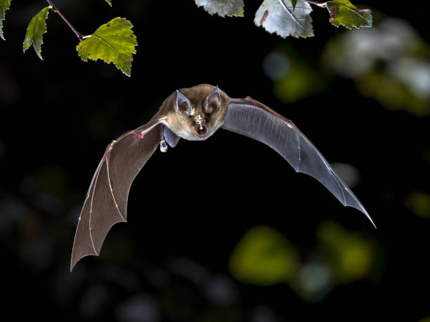 istock Flying Greater horseshoe bat in forest 1185632698