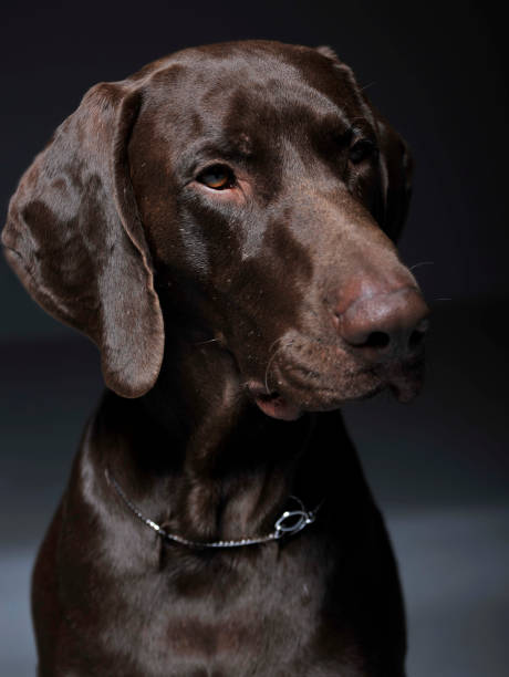 istock German pointer portrait in a dark photostudio 1185632715