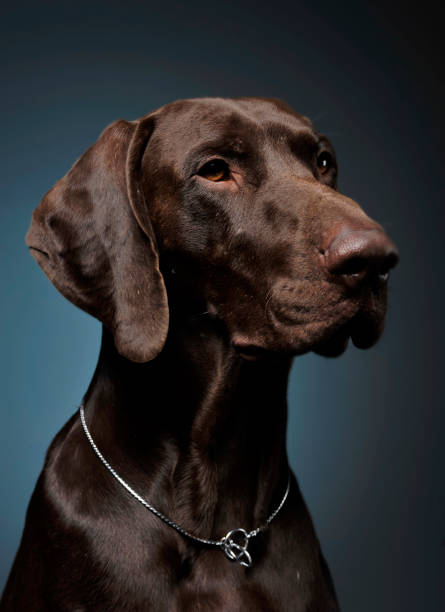 istock German pointer portrait in a dark photostudio 1185632723