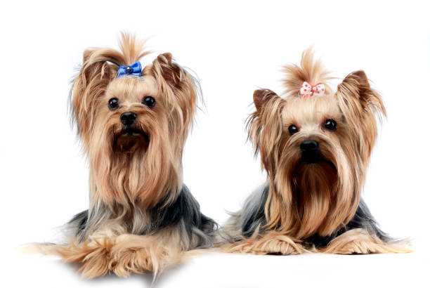 istock two sweet yorkshire terriers relaxing in a wehite studio 1185632739