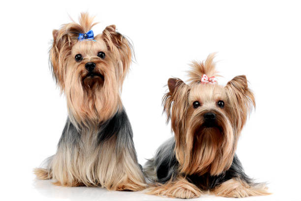 istock two sweet yorkshire terriers relaxing in a wehite studio 1185632744