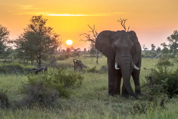istock African Elephant at sunrise 1185632753