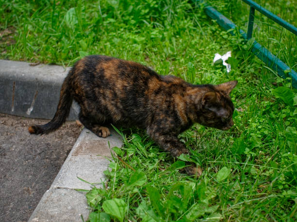 istock motley stray cat walks in the yard 1185637677