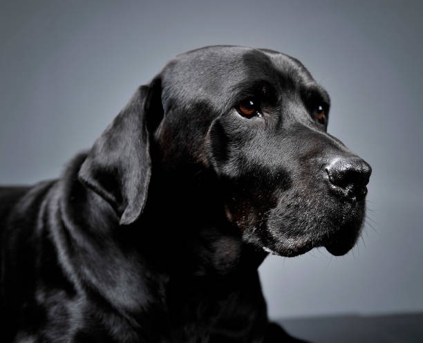 istock Mixed breed black dog lying in dark studio 1185637803