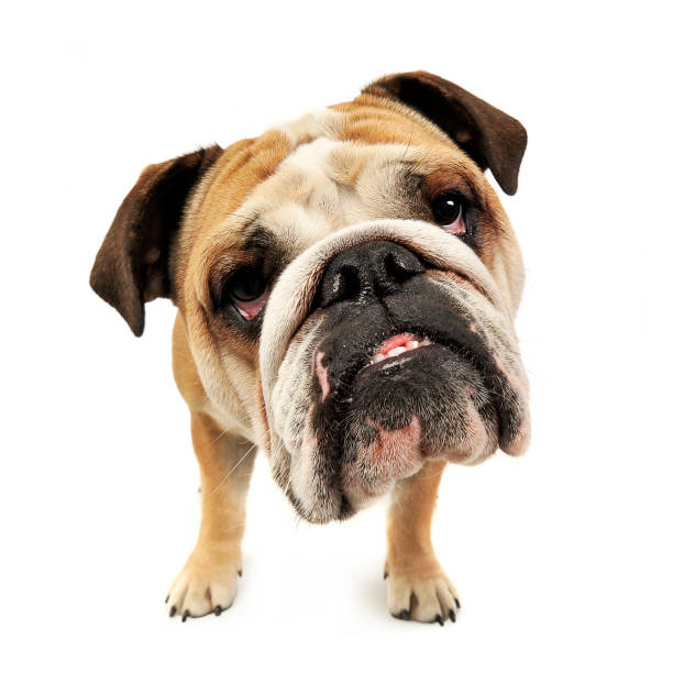 istock funny big head bulldog portrait in a white studio 1185637849