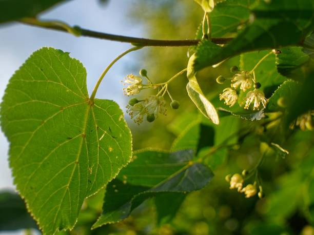 istock Linden tree in the yard in the summer 1185637857