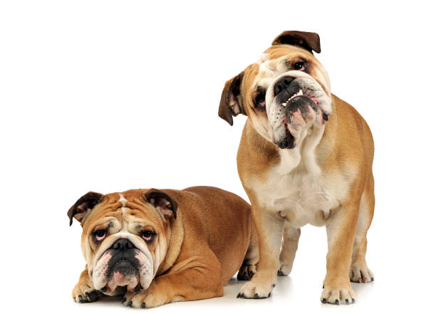 istock two bulldogs are  having fun in a white studio 1185637859