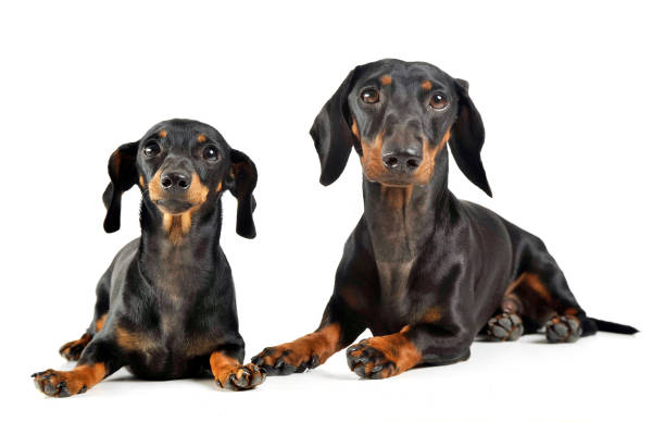 istock two short hair dachshund lying in a white studio 1185637880