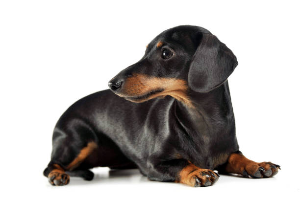 istock short hair dachshund lying in a white studio 1185637889