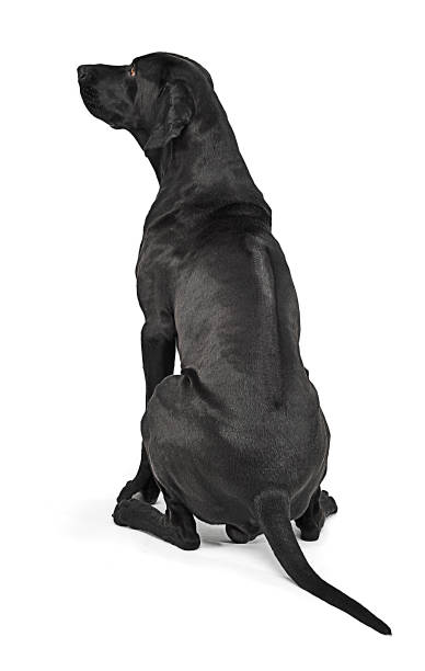 istock Mixed breed black dog showing his ridgeback  in white studio 1185637894