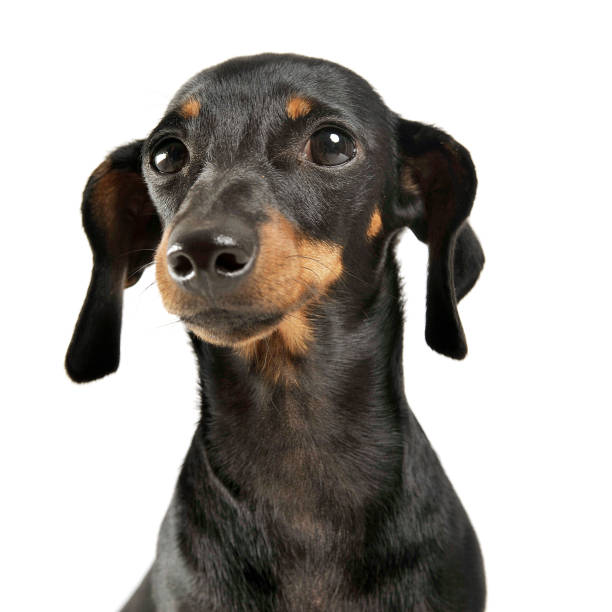 istock short hair dachshund portrait in a white studio 1185637906