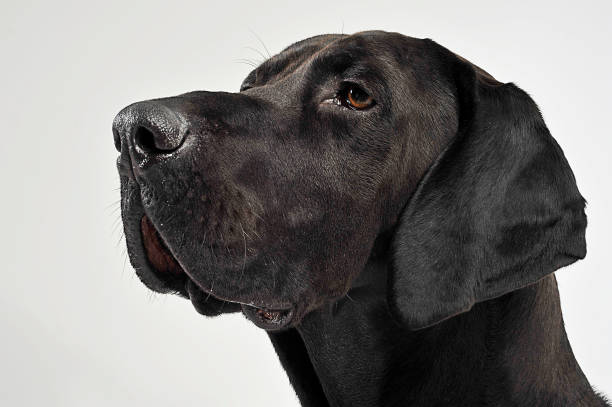 istock Mixed breed black dog portrait in white studio 1185637910