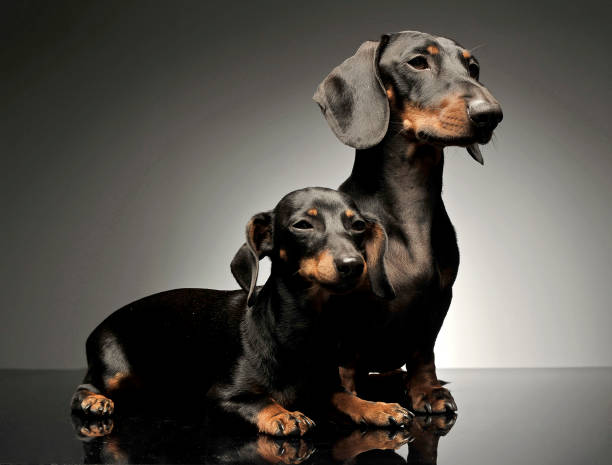 istock two shor hair dachshund lying in a dark studio 1185637931