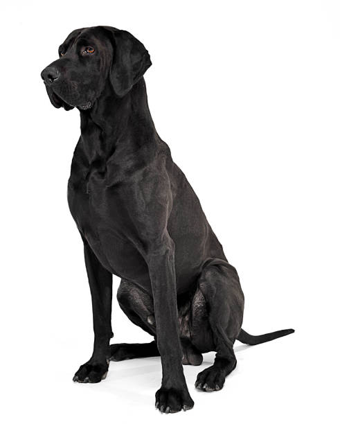 istock Mixed breed black dog sitting in white studio 1185637941