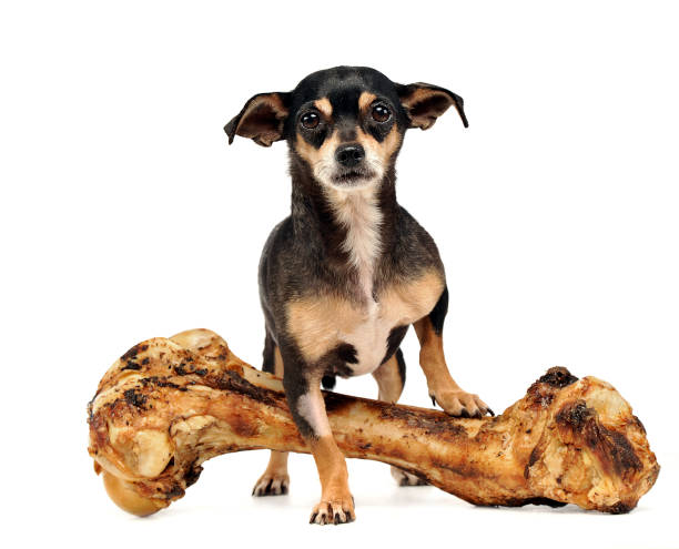 istock chihuahua with a giant bone posing in a studio 1185637955