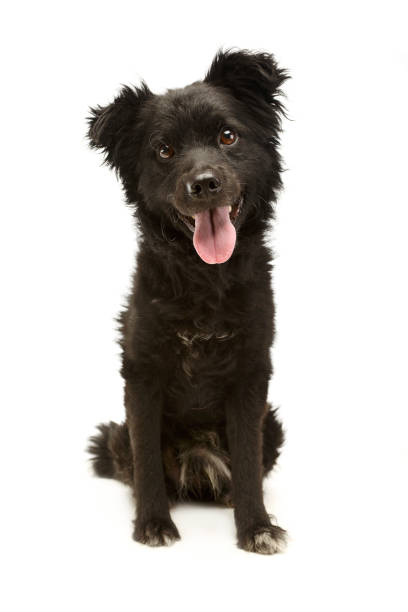 mixed breed black funny dog sitting and smiling in studio