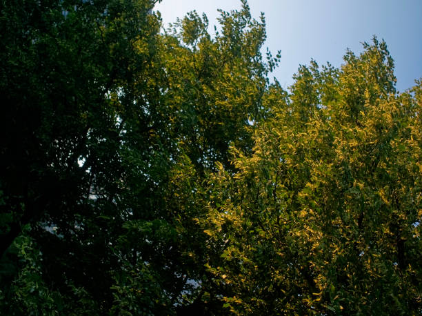istock Linden tree in the yard in the summer 1185637995