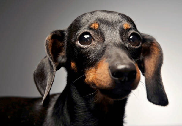 istock short hair dachshund portrait in white studio 1185637996