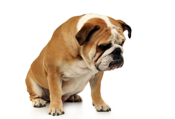 istock bulldog sitting in a white photo studio 1185638050