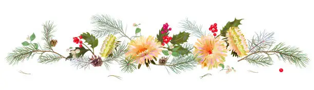 Vector illustration of Panoramic view: white chrysanthemum (golden-daisy, aster, daisy), pine branches, cones, holly berry. Horizontal border for Christmas, white background. Botanical illustration, watercolor style, vector