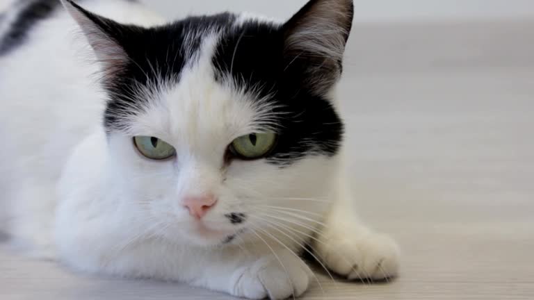 The white domestic cat looks over with his hind legs and looks into the camera, close-up