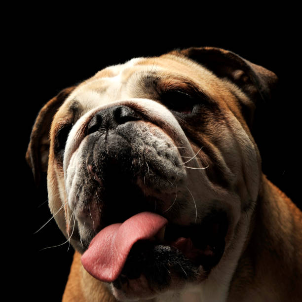 istock open mouse bulldog portrait in black photo studio 1185640006