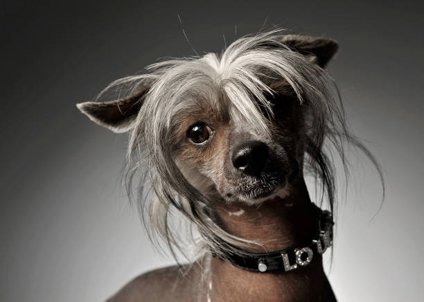 istock Chinese crested dog portrait in gray background 1185640008