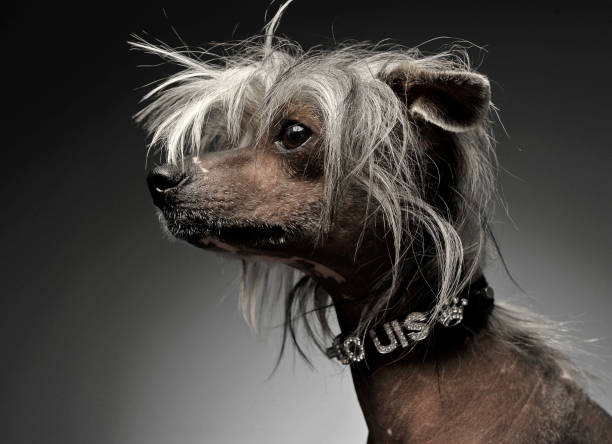 istock Chinese crested dog portrait in gray background 1185640060