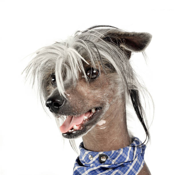 istock very cute chinese crested dog  portrait in white background 1185640092