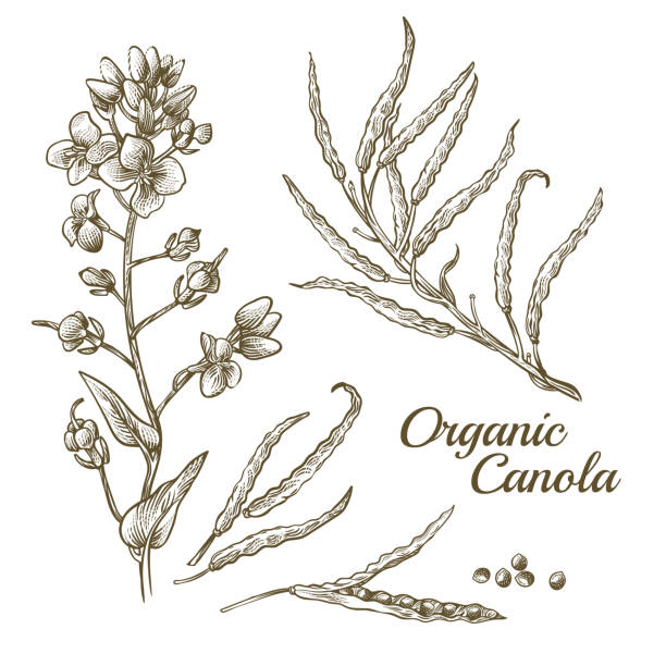 illustrazioni stock, clip art, cartoni animati e icone di tendenza di fiore di canola, seme di colza biologico o ramo di piante di colza - canola flower