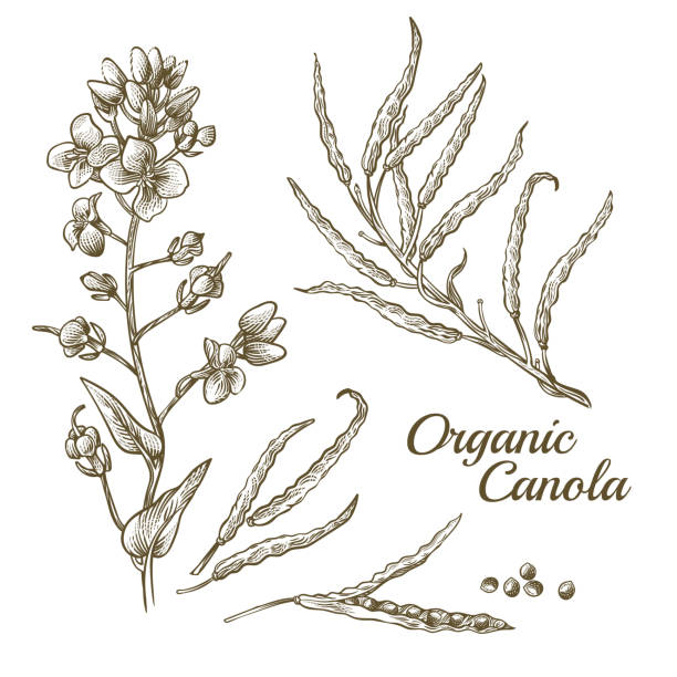 kwiat rzepaku, organiczne nasiona rzepaku lub gałąź rzepaku - canola flower stock illustrations