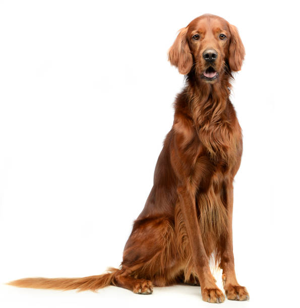istock english setter sitting in a white photo studio 1185640225