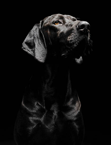 istock mixed breed black dog portrait in black background 1185640252