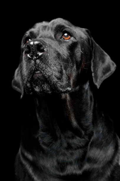 istock sad black mixed breed dog with beautiful eyes portrait in a black studio 1185641103