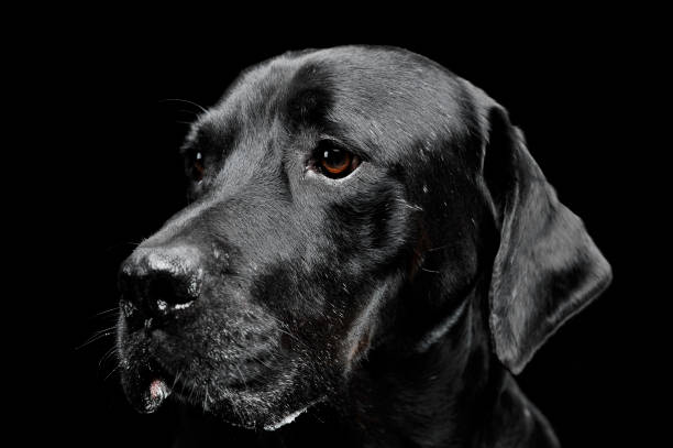 istock sad black mixed breed dog with beautiful eyes portrait in a black studio 1185641115