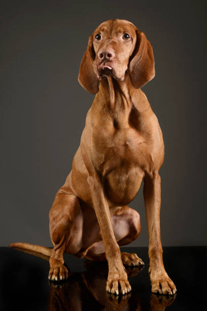 istock hungarian vizsla sitting and stcking out his tongue 1185641121
