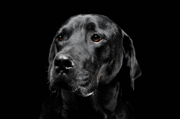 istock sad black mixed breed dog with beautiful eyes portrait in a black studio 1185641139