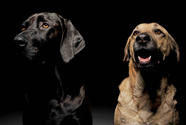 istock mixed breed brown and black dog with magic eyes portrait in black background 1185641140