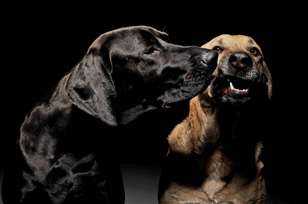 istock mixed breed brown and black dog with magic eyes portrait in black background 1185641142