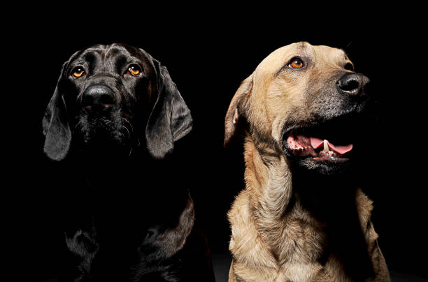 istock mixed breed brown and black dog with magic eyes portrait in black background 1185641158