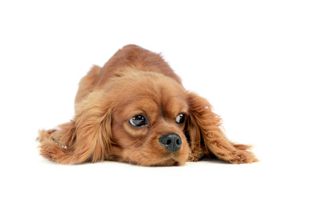 istock cute puppy Cavalier King Charles Spaniel lying and looking sideways in a white studio 1185641178