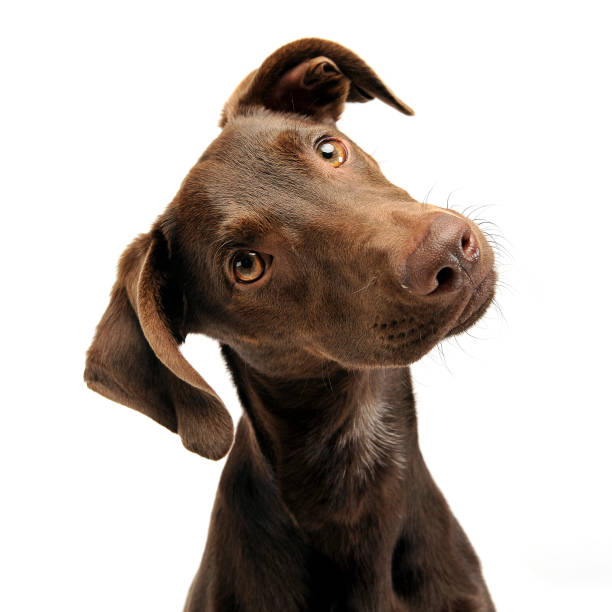 istock beautiful flying ears mixed breed dog turns his head in white studio 1185641226