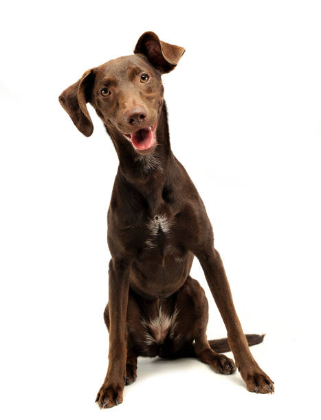 istock beautiful flying ears mixed breed dog listen in white studio 1185641234