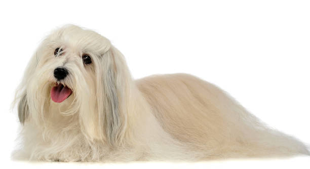 istock lovely long hair Shi-Tzu in a white background 1185641331