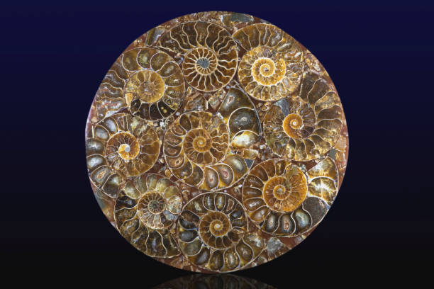 istock Closeup of an ammonite prehistoric fossil - detail 1185641379